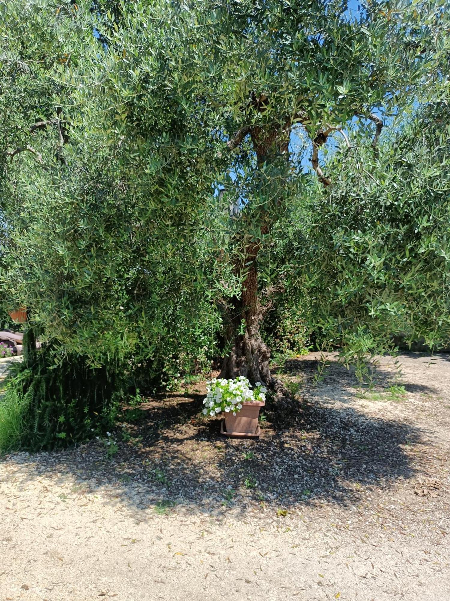 Apartament Colle Perazzoni Fiano Romano Zewnętrze zdjęcie